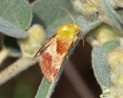 Schinia varix