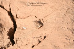 Tomopterna milletihorsini