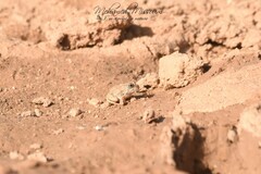 Tomopterna milletihorsini