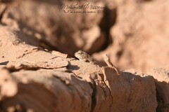 Tomopterna milletihorsini