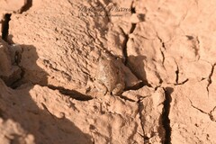 Tomopterna milletihorsini