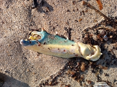 Callinectes sapidus