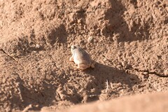 Tomopterna milletihorsini