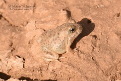 Tomopterna milletihorsini