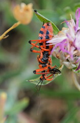 Rhynocoris