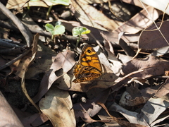 Heteronympha paradelpha