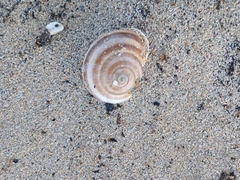 Helicoidea