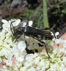 Stenopterus ater