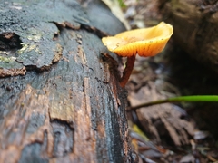 Heimiomyces velutipes