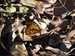 Heteronympha paradelpha