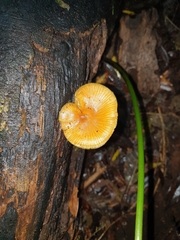Heimiomyces velutipes
