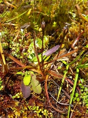 Drosera arcturi
