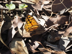 Heteronympha paradelpha