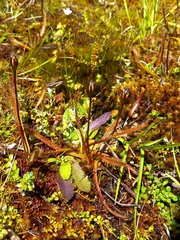Drosera arcturi