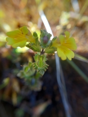 Euphrasia cockayneana