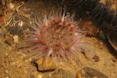 Anthopleura biscayensis