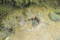 Anthopleura biscayensis