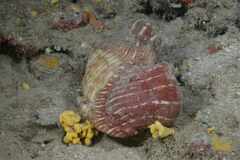 Calliactis parasitica