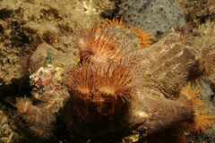 Calliactis parasitica