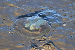 Catostylus tagi