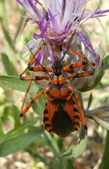 Rhynocoris