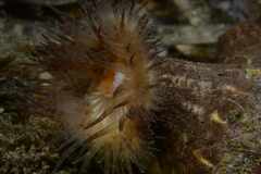 Calliactis parasitica