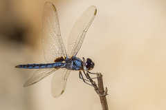 Urothemis edwardsii