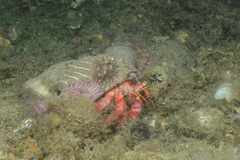 Calliactis parasitica