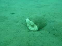 Calliactis parasitica