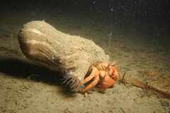 Calliactis parasitica