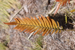 Blechnum montanum