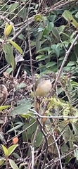 Prinia flaviventris