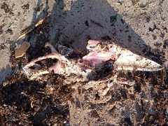 Vertebrata