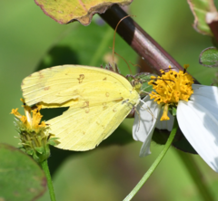 Eurema blanda