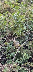 Prinia flaviventris