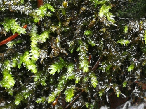 zobáčik brehový (Rhynchostegium riparioides)