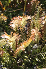 Blechnum montanum