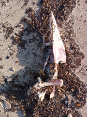 Vertebrata
