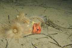 Calliactis parasitica