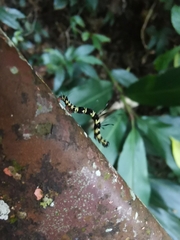 Tinolius eburneigutta