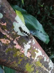 Tinolius eburneigutta