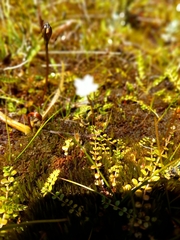 Epilobium pernitens