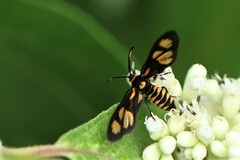 Thyrassia penangae