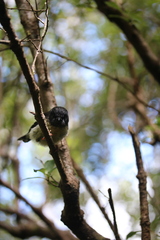 Petroica macrocephala macrocephala