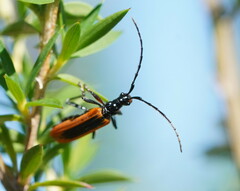 Stenoderus suturalis