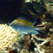 Norfolk Chromis - Photo (c) Susan Prior, some rights reserved (CC BY), uploaded by Susan Prior