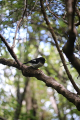 Petroica macrocephala macrocephala