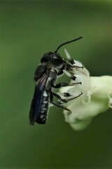 Callomegachile