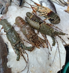 Panulirus polyphagus