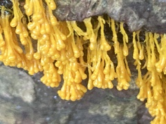 Badhamia utricularis